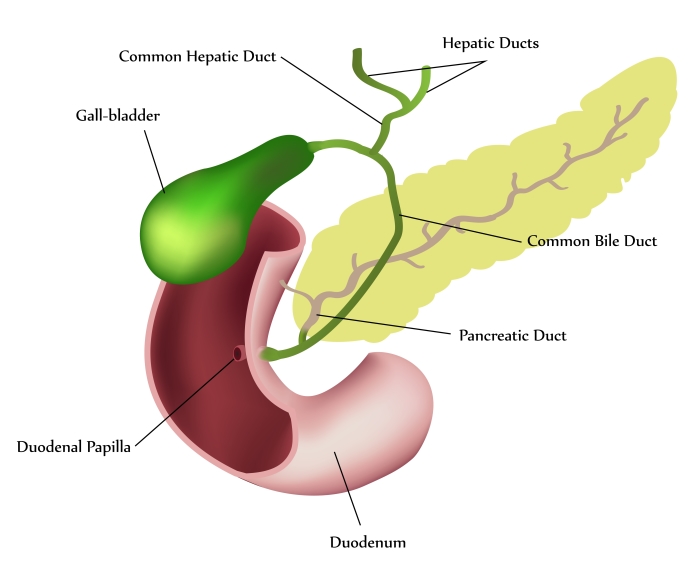Pancreas Disease - Jackson Siegelbaum Gastroenterology