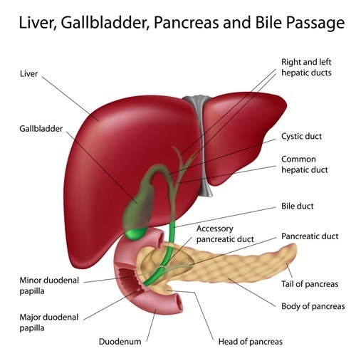 Hemochromatosis Diet Authors