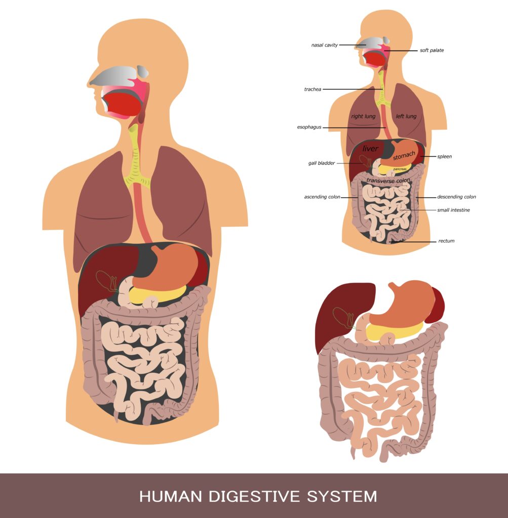 Fig6 Jackson Siegelbaum Gastroenterology