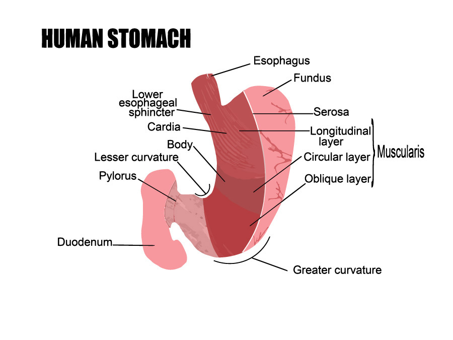 diabetic gastroparesis pain